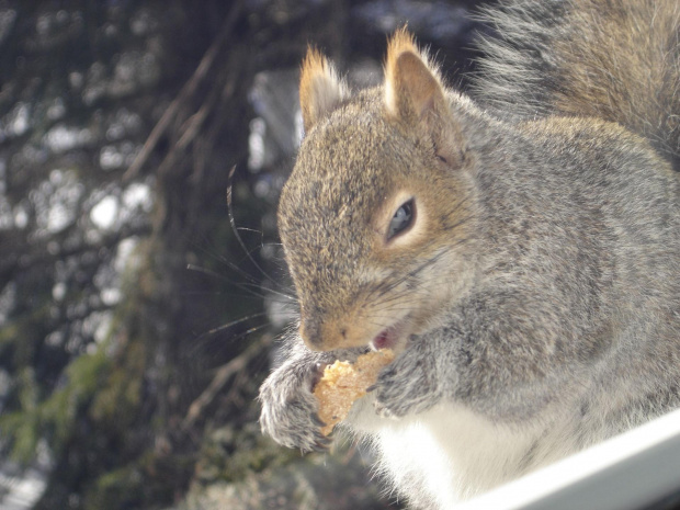 Squirrel, Wie Wioorka #Squirrel #wiewiurka #wiewioorka #heinrik #henry #canada #canadian #animal #wild #mammal #bread #eating #sex #cute #adorable #funny #soft #baby