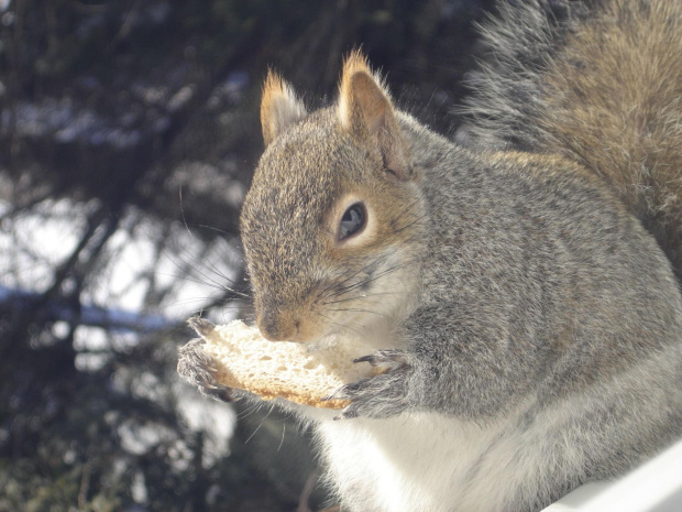 Squirrel, Wie Wioorka #Squirrel #wiewiurka #wiewioorka #heinrik #henry #canada #canadian #animal #wild #mammal #bread #eating #sex #cute #adorable #funny #soft #baby