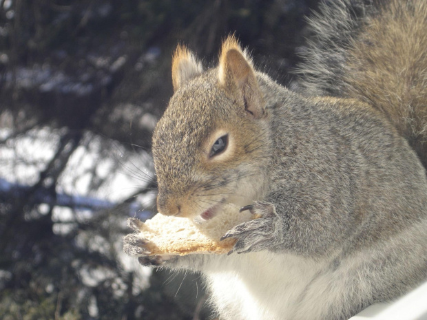 Squirrel, Wie Wioorka #Squirrel #wiewiurka #wiewioorka #heinrik #henry #canada #canadian #animal #wild #mammal #bread #eating #sex #cute #adorable #funny #soft #baby