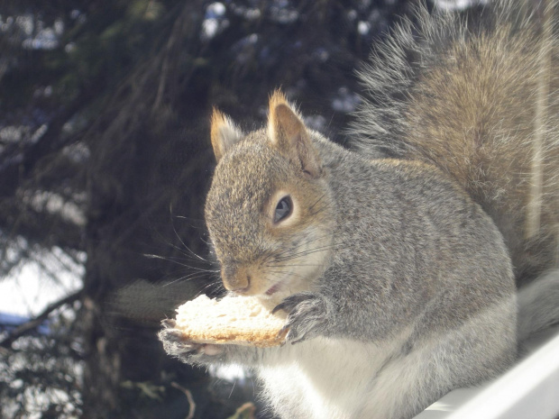 Squirrel, Wie Wioorka #Squirrel #wiewiurka #wiewioorka #heinrik #henry #canada #canadian #animal #wild #mammal #bread #eating #sex #cute #adorable #funny #soft #baby