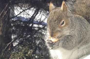 Squirrel, Wie Wioorka #Squirrel #wiewiurka #wiewioorka #heinrik #henry #canada #canadian #animal #wild #mammal #bread #eating #sex #cute #adorable #funny #soft #baby