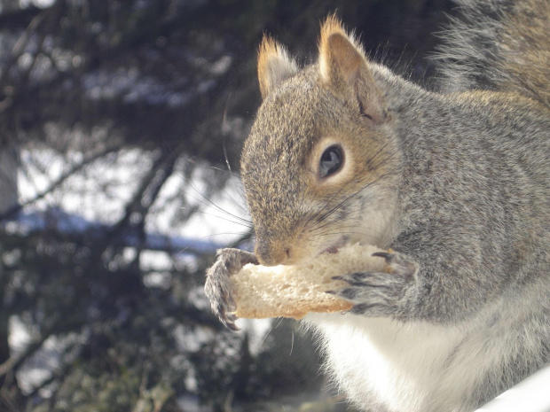 Squirrel, Wie Wioorka #Squirrel #wiewiurka #wiewioorka #heinrik #henry #canada #canadian #animal #wild #mammal #bread #eating #sex #cute #adorable #funny #soft #baby