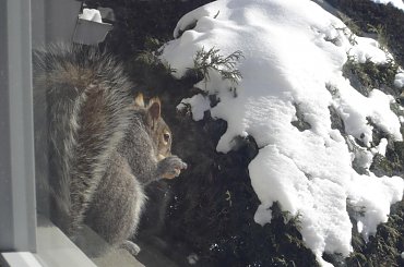 Squirrel, Wie Wioorka #Squirrel #wiewiurka #wiewioorka #heinrik #henry #canada #canadian #animal #wild #mammal #bread #eating #sex #cute #adorable #funny #soft #baby