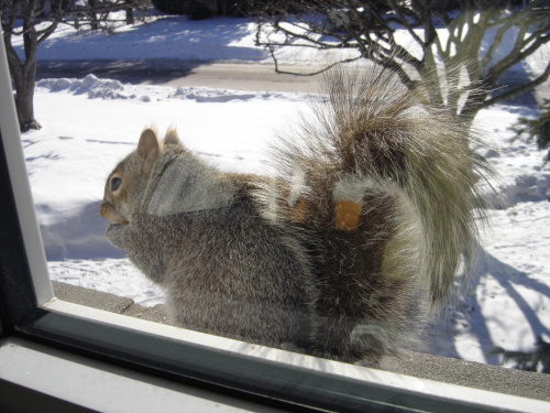 Squirrel, Wie Wioorka #Squirrel #wiewiurka #wiewioorka #heinrik #henry #canada #canadian #animal #wild #mammal #bread #eating #sex #cute #adorable #funny #soft #baby