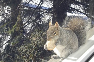 Squirrel, Wie Wioorka #Squirrel #wiewiurka #wiewioorka #heinrik #henry #canada #canadian #animal #wild #mammal #bread #eating #sex #cute #adorable #funny #soft #baby