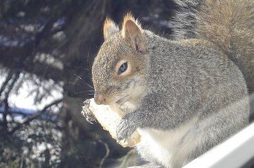 Squirrel, Wie Wioorka #Squirrel #wiewiurka #wiewioorka #heinrik #henry #canada #canadian #animal #wild #mammal #bread #eating #sex #cute #adorable #funny #soft #baby