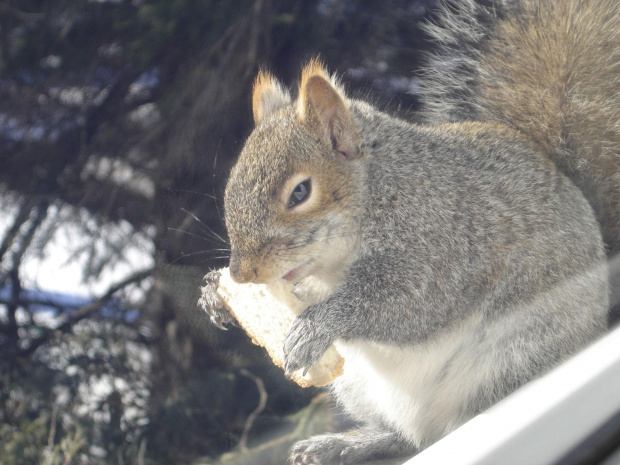 Squirrel, Wie Wioorka #Squirrel #wiewiurka #wiewioorka #heinrik #henry #canada #canadian #animal #wild #mammal #bread #eating #sex #cute #adorable #funny #soft #baby