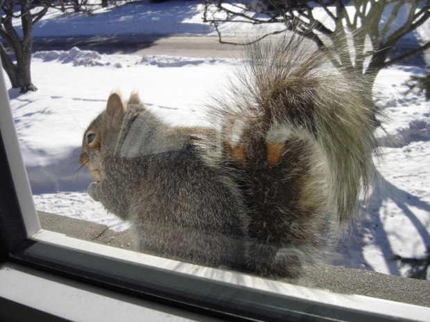 Squirrel, Wie Wioorka #Squirrel #wiewiurka #wiewioorka #heinrik #henry #canada #canadian #animal #wild #mammal #bread #eating #sex #cute #adorable #funny #soft #baby