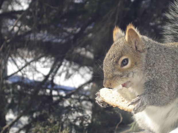 Squirrel, Wie Wioorka #Squirrel #wiewiurka #wiewioorka #heinrik #henry #canada #canadian #animal #wild #mammal #bread #eating #sex #cute #adorable #funny #soft #baby