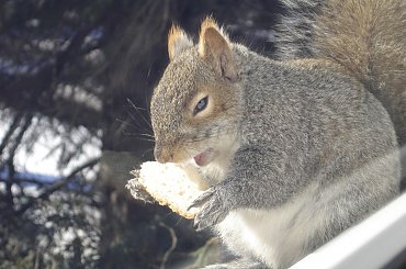 Squirrel, Wie Wioorka #Squirrel #wiewiurka #wiewioorka #heinrik #henry #canada #canadian #animal #wild #mammal #bread #eating #sex #cute #adorable #funny #soft #baby