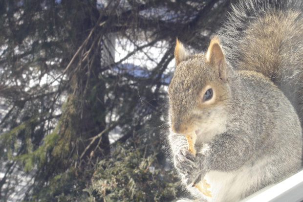 Squirrel, Wie Wioorka #Squirrel #wiewiurka #wiewioorka #heinrik #henry #canada #canadian #animal #wild #mammal #bread #eating #sex #cute #adorable #funny #soft #baby