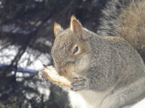 Squirrel, Wie Wioorka #Squirrel #wiewiurka #wiewioorka #heinrik #henry #canada #canadian #animal #wild #mammal #bread #eating #sex #cute #adorable #funny #soft #baby