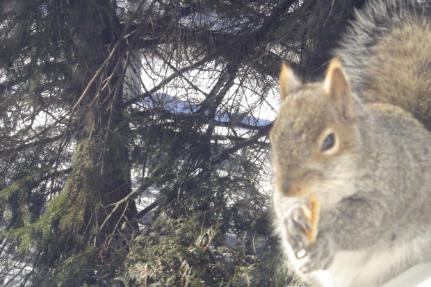 Squirrel, Wie Wioorka #Squirrel #wiewiurka #wiewioorka #heinrik #henry #canada #canadian #animal #wild #mammal #bread #eating #sex #cute #adorable #funny #soft #baby