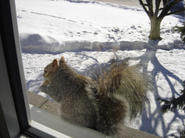 Squirrel, Wie Wioorka #Squirrel #wiewiurka #wiewioorka #heinrik #henry #canada #canadian #animal #wild #mammal #bread #eating #sex #cute #adorable #funny #soft #baby