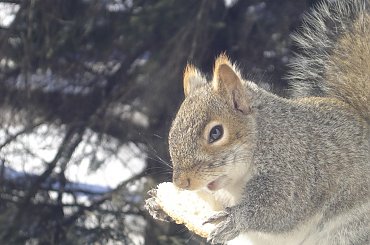 Squirrel, Wie Wioorka #Squirrel #wiewiurka #wiewioorka #heinrik #henry #canada #canadian #animal #wild #mammal #bread #eating #sex #cute #adorable #funny #soft #baby