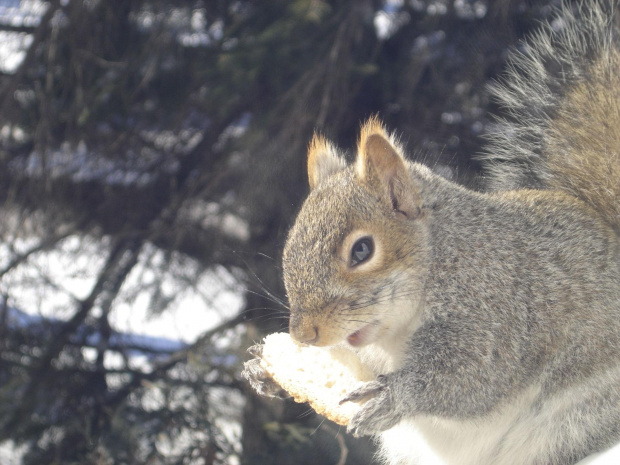 Squirrel, Wie Wioorka #Squirrel #wiewiurka #wiewioorka #heinrik #henry #canada #canadian #animal #wild #mammal #bread #eating #sex #cute #adorable #funny #soft #baby