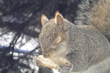 Squirrel, Wie Wioorka #Squirrel #wiewiurka #wiewioorka #heinrik #henry #canada #canadian #animal #wild #mammal #bread #eating #sex #cute #adorable #funny #soft #baby