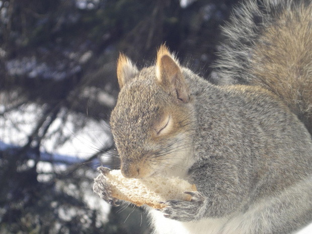 Squirrel, Wie Wioorka #Squirrel #wiewiurka #wiewioorka #heinrik #henry #canada #canadian #animal #wild #mammal #bread #eating #sex #cute #adorable #funny #soft #baby