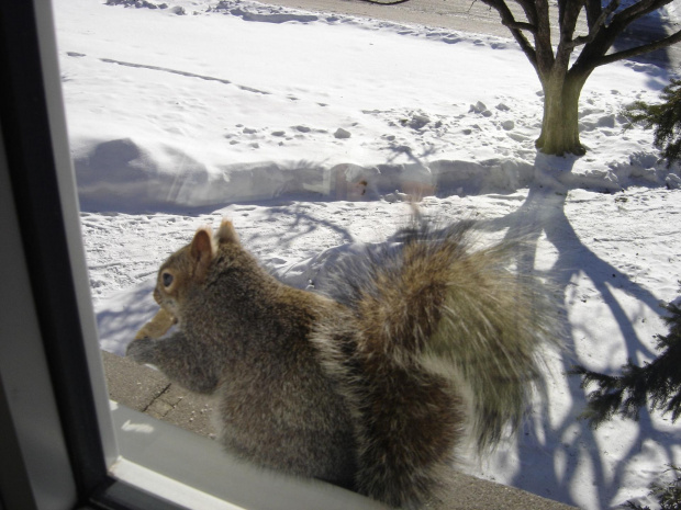 Squirrel, Wie Wioorka #Squirrel #wiewiurka #wiewioorka #heinrik #henry #canada #canadian #animal #wild #mammal #bread #eating #sex #cute #adorable #funny #soft #baby