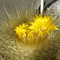 Parodia chrysacantion