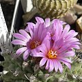 Turbinicarpus alonsoi