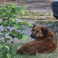 Margiczny pies - spojrzenie mimosiadem