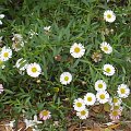 Rock daisy