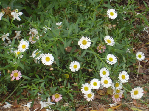 Rock daisy