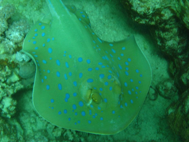 Egipt, rafka przy hotelu Fanara i w Dahab - Blue Hole