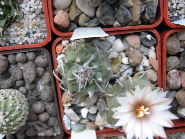 Turbinicarpus schwarzii