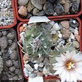 Turbinicarpus schwarzii