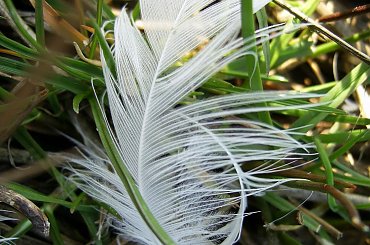 #jezioro #woda #piórka #ludzie