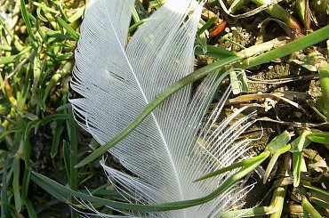 #jezioro #woda #piórka #ludzie