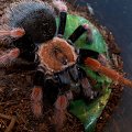 moja przeurocza samiczka Brachypelma boehmei L10 w trakcie posiłku