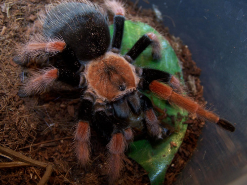 moja przeurocza samiczka Brachypelma boehmei L10 w trakcie posiłku