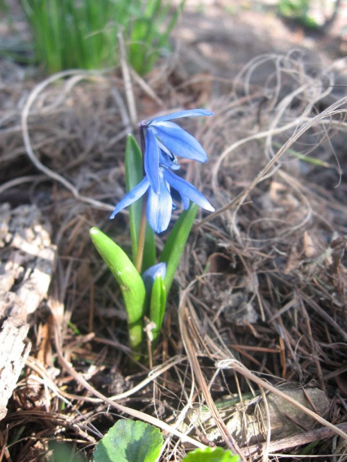 Niebieski kwiatek