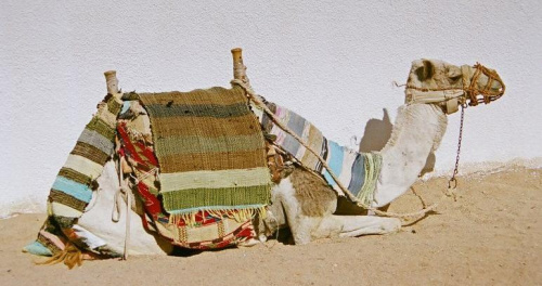 camel
