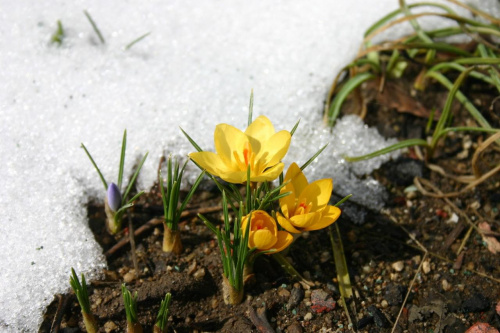 #kwiaty #kolory #wiosna #snieg