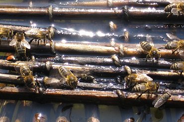 Pszczoły przy wodopoju. #las #kwiaty #pszczoły #wiosna #pszylaszczki #chronione #poidło #biedronka