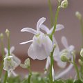 Utricularia sandersonii