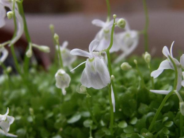 Utricularia sandersonii