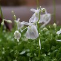 Utricularia sandersonii