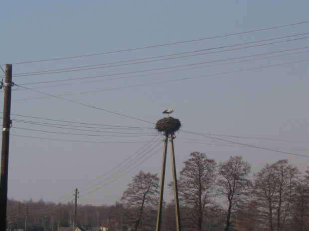 Bocian przyleciał! Zdjęcia z Łukowa śl. powiat Rybnik.