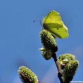 Cytrynek :) #motyle #wiosna #makro #bazie