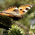 Małe co nieco :) #motyle #wiosna #makro #bazie