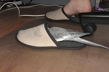 oooo jak tu fajnie, cała się chowam! #nimfa #papuga #zeberki #klatka #skrzydła