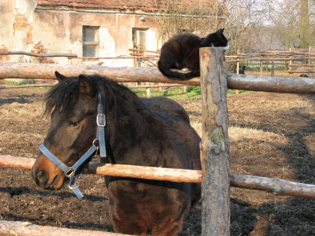 jasiek 24.3.2007 #Fundacja #Tara #Nieszkowice #Scarlet