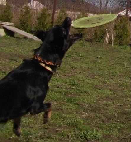 Bajka i frisbee