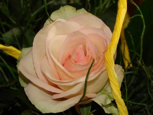 #natura #rośliny #kwiaty #róża