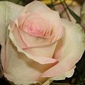 #natura #rośliny #kwiaty #róża